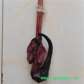 鹿鞭 鹿鞭干品重200克左右产地直供支持货到付款 产地 吉林省白山市抚松县图2