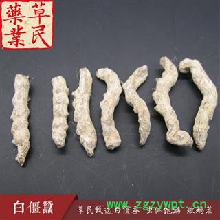 草民甄选白僵蚕 虫体饱满 玻璃茬 不掺假 正品天虫 专业批发 量大从优图2
