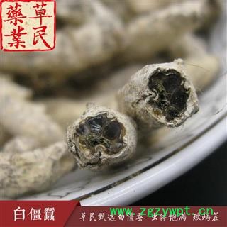 草民甄选白僵蚕 虫体饱满 玻璃茬 不掺假 正品天虫 专业批发 量大从优图4