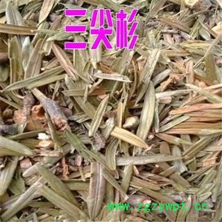 三尖杉叶 榧子 血榧 石榧 藏杉 水柏子 桃松 正品保证质量7天无理由退货退款 华安堂图4