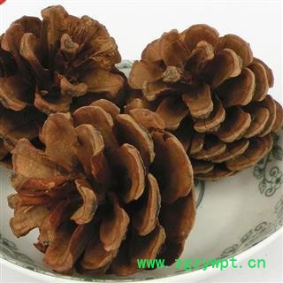 白松塔 松塔 松球 松果正品保证质量7天无理由退货退款 安品堂图4