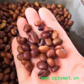 新辉药业皂角米  大皂角子 皂角子图2
