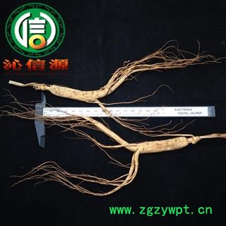 【满包邮】山参3年小参吉林产地直供林下参 野山参沁信源中药材批发图2