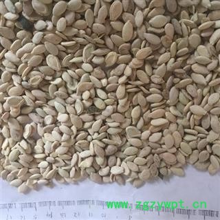 新辉药业正品新货 冬瓜子 双边冬瓜子 优质无硫图2