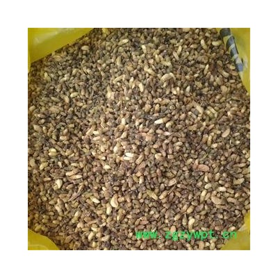 山东蒙山  野生槐米