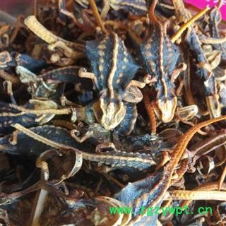 海狗 统 产地 江苏省图4