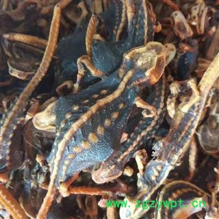 海狗 统 产地 江苏省图2