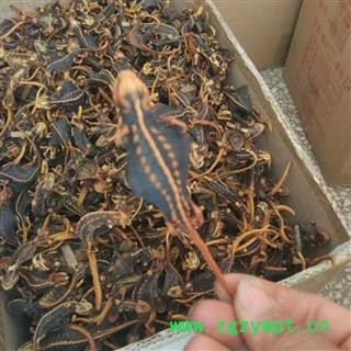 海狗 统 产地 江苏省