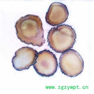 人工驯养鹿茸 梅花鹿茸【全蜡片】纯干 产地 吉林省白山市抚松县图2