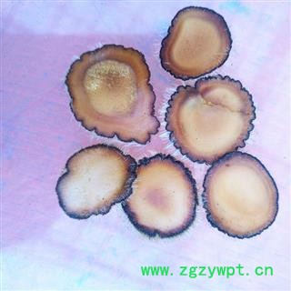 人工驯养鹿茸 梅花鹿茸【全蜡片】纯干 产地 吉林省白山市抚松县图3