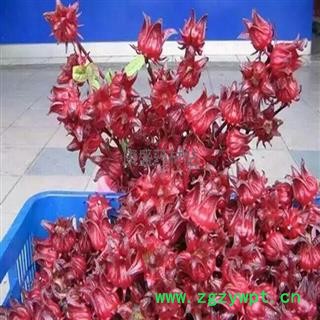 玫瑰茄 选  洛神花 产地 云南省丽江市宁蒗彝族自治县图2