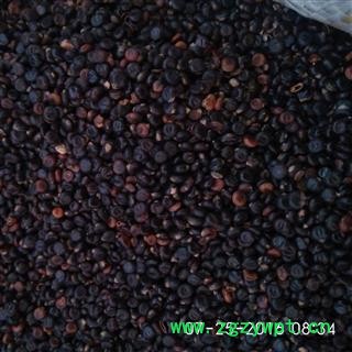 水红花子 水红花子净货 产地 山东省 国药堂 专注品质图2