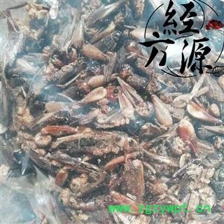 蟋蟀At 蛐蛐 夜鸣虫 将军虫 秋虫 统图2