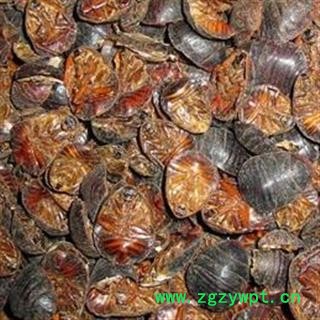 京辉药业 土元 土鳖虫 正品 促销图2