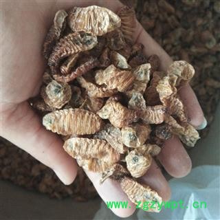 京辉药业 蛴螬 老母虫 土蚕 实物拍摄  无美颜图2