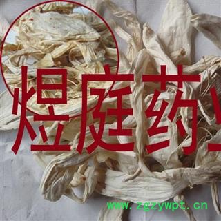 煜庭药业 玉簪花 玉春棒 白鹤花 白鹤仙 白玉簪 正品图3