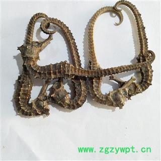 海马 清水海马1克 产地 福建省图2