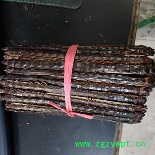 蜈蚣 蜈蚣大条17公分 产地 海外图3