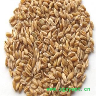浮小麦 浮小麦净货 产地 河北省 国药堂 专注品质图2