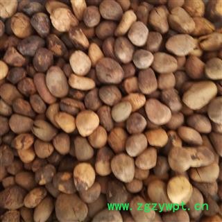 大风子 大风子统货 产地 广西壮族自治区 国药堂 专注品质图2