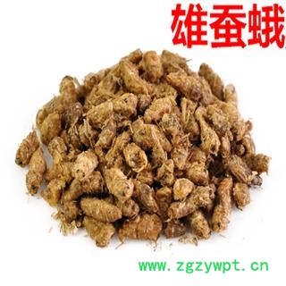煜庭药业  原蚕蛾 雄蚕蛾图2