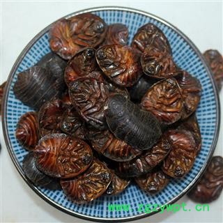 煜庭药业 土元 土鳖虫图3