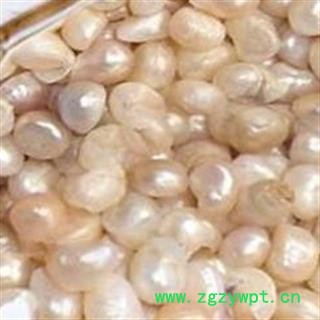四海商联 珍珠 正品 优质 浙江 养殖图2