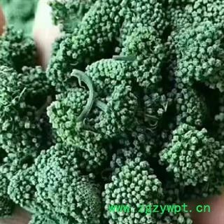 中药材三七花 三年生花 正品三七花 阳光晒干 无任何人为加工熏染 花粒大 密度均匀 色泽自然 质量纯正有保证 安国中药材批发零售大全图3