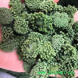 中药材三七花 三年生花 正品三七花 阳光晒干 无任何人为加工熏染 花粒大 密度均匀 色泽自然 质量纯正有保证 安国中药材批发零售大全图2