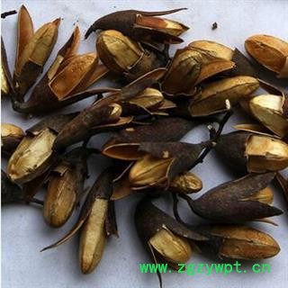 新辉药业中药材香椿果 香椿子图2