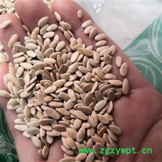 新辉药业中药材甜瓜子   优质新货图2