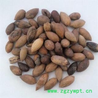 新辉药业正品香榧  中国榧  香榧子图3