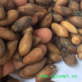 新辉药业正品香榧  中国榧  香榧子图2