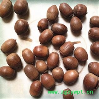 新辉药业橡实 橡子图2