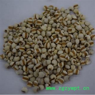 新辉药业正品国产薏苡仁 薏米图3