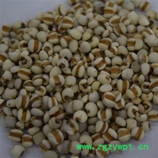 新辉药业正品国产薏苡仁 薏米图2