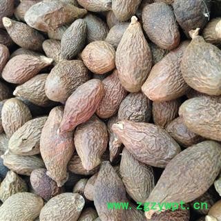 新辉药业胖大海 优质长粒果图2