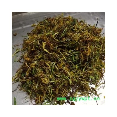 金银花开花统货 产地 广西壮族自治区南宁市上林县 马上县