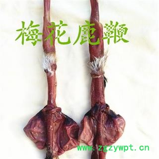 鹿鞭 梅花鹿鞭 产地 吉林省白山市抚松县图3