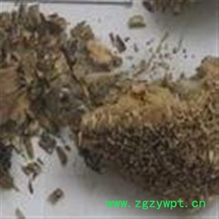 新辉药业正品中药材 向日葵花盘 统 产地 河北图3