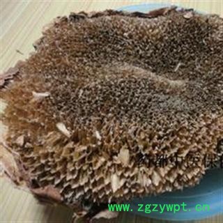 新辉药业正品中药材 向日葵花盘 统 产地 河北图4