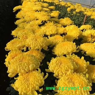 金丝黄菊礼盒  20朵装菊花 金丝黄菊礼盒佳品散装图3