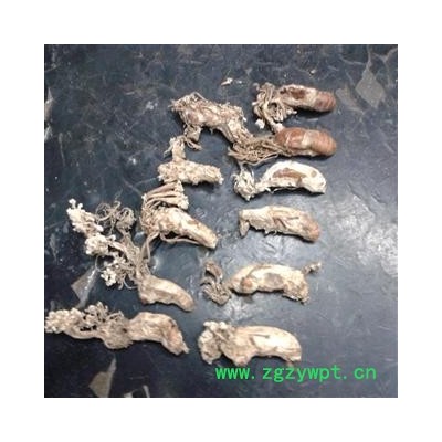 野生金禅花  产地四川   库存500可售