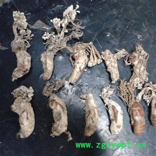 野生金禅花  产地四川   库存500可售图3