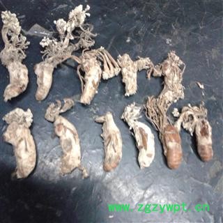 野生金禅花  产地四川   库存500可售图2