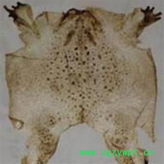 京辉药业中药材蟾衣 干蟾衣 完整蟾衣图2