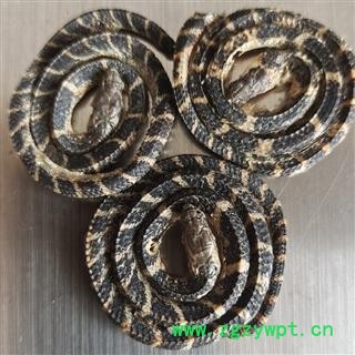 京辉药业 小白花蛇 包正品 养殖1g左右重 别称 百花蛇 胎蛇 金钱白花蛇图3