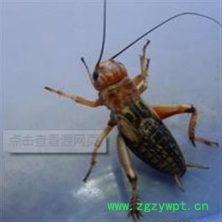 京辉药业 蟋蟀 蛐蛐 蝈蝈 过筛 批发零售图2