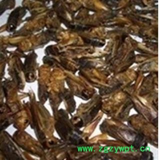 京辉药业 蟋蟀 蛐蛐 蝈蝈 过筛 批发零售图3