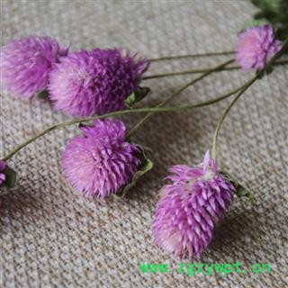 煜庭药业 千日红 红巧梅 正品图3